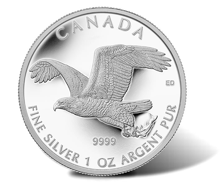 Silver Canada Bald Eagle